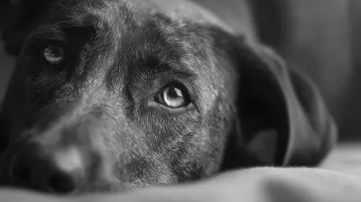 Coping with Pet Loss: Why It Hurts So Much