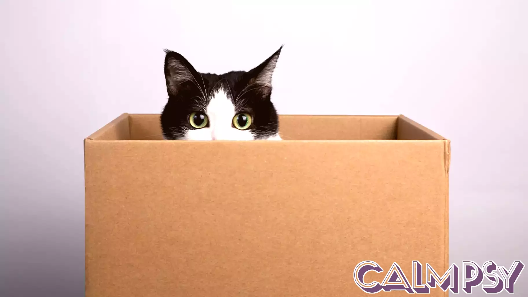 How Does Your Brain Know a Cat Is a Cat?