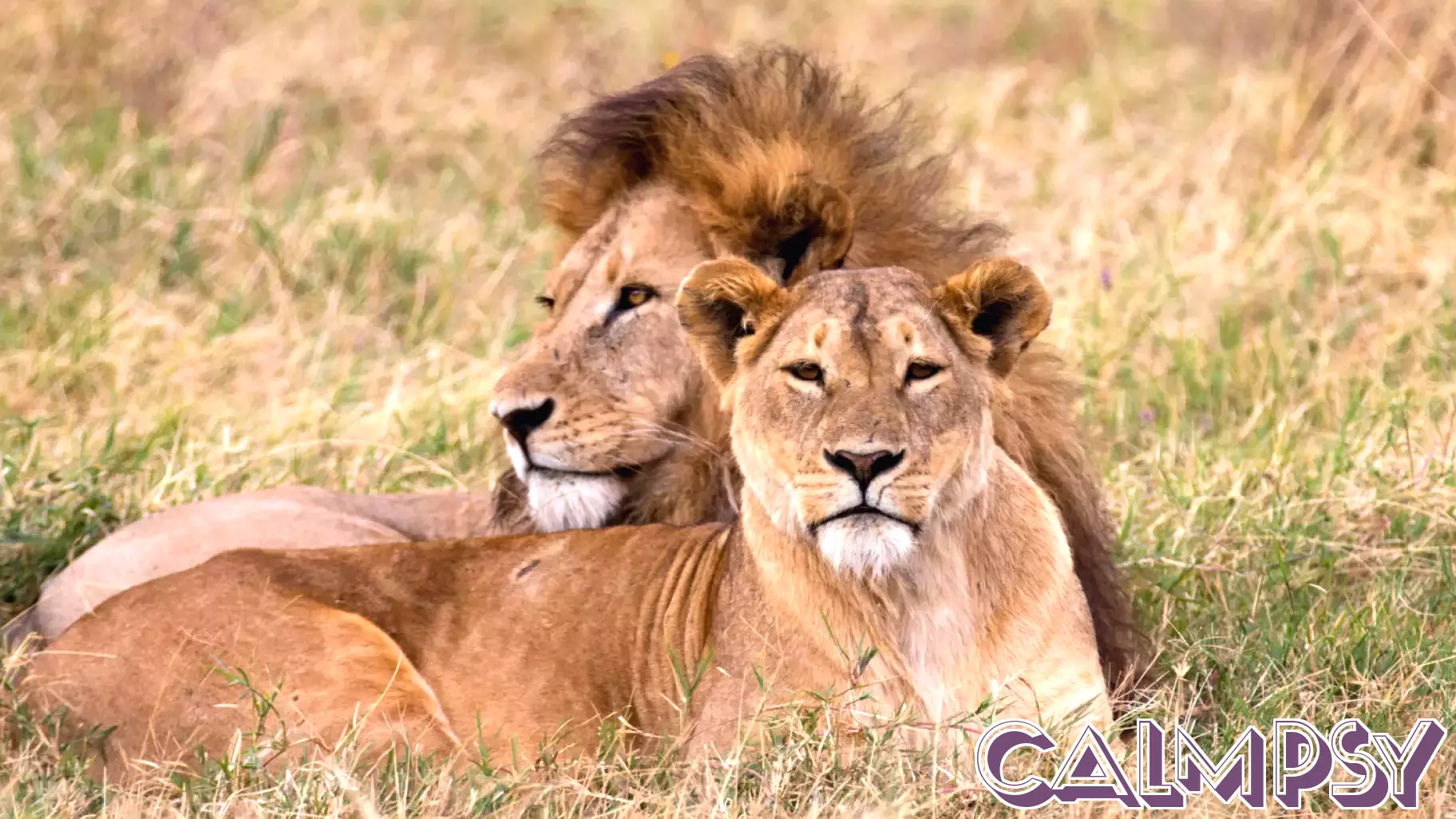 In Botswana, conservation biologists spent years painting enormous fake eyes onto the backsides of over two thousand cattle, betting on a simple piece of predator psychology — that a lion who thinks it's been spotted usually abandons the hunt