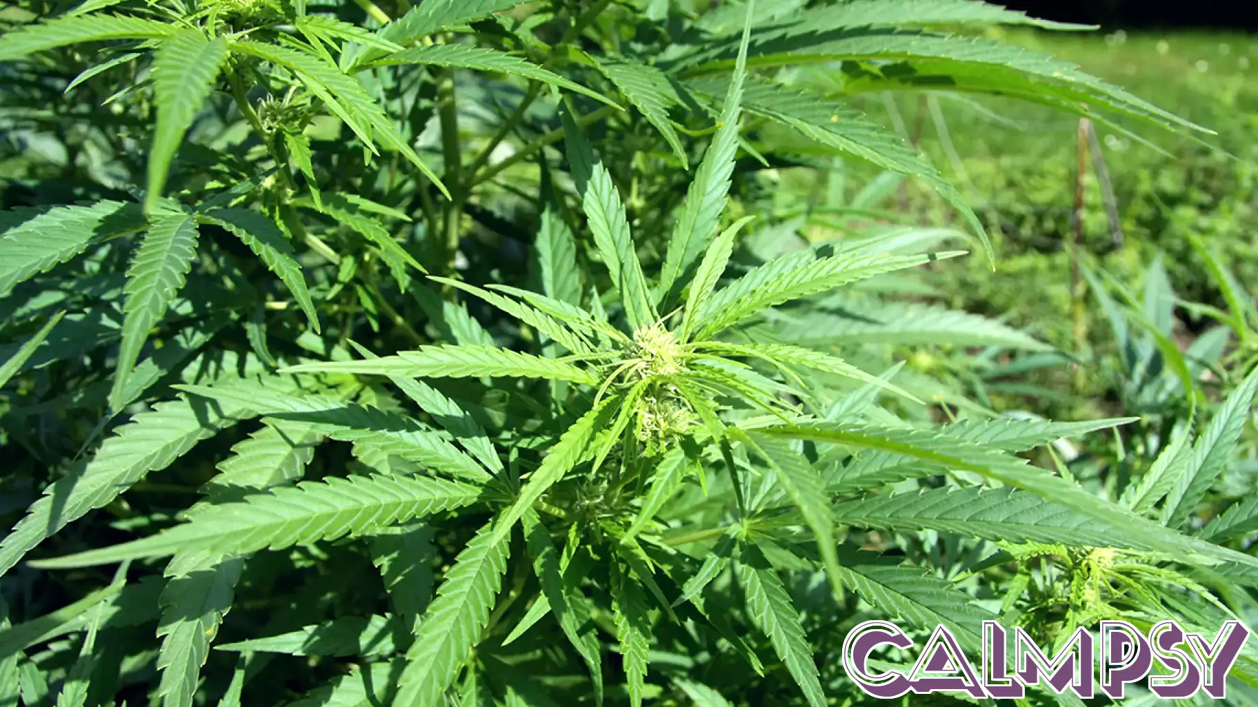 The Brain Science Behind the Munchies