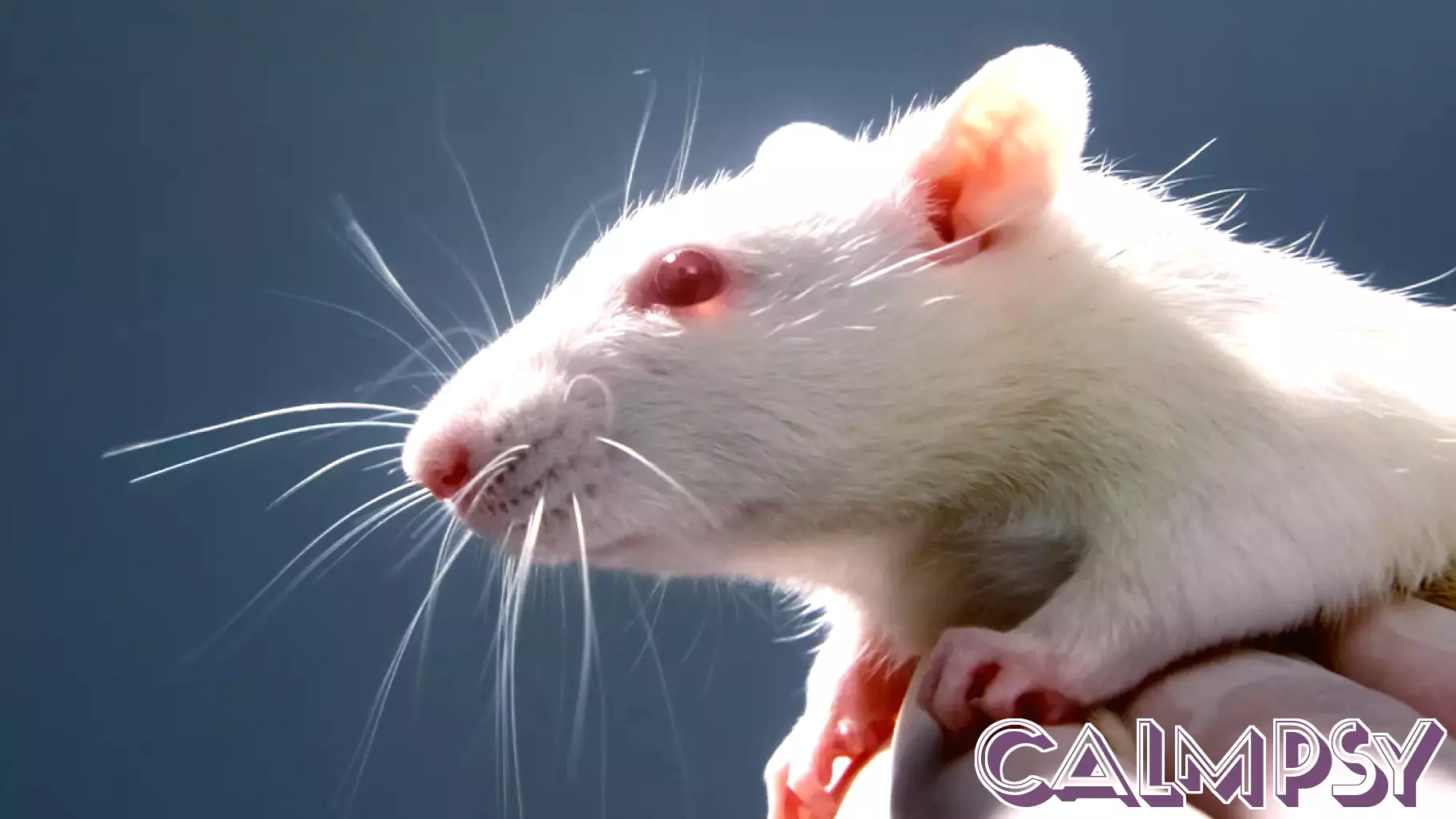 The Surprising Connection Between Human Stress and Rats' Attraction to Cannabis