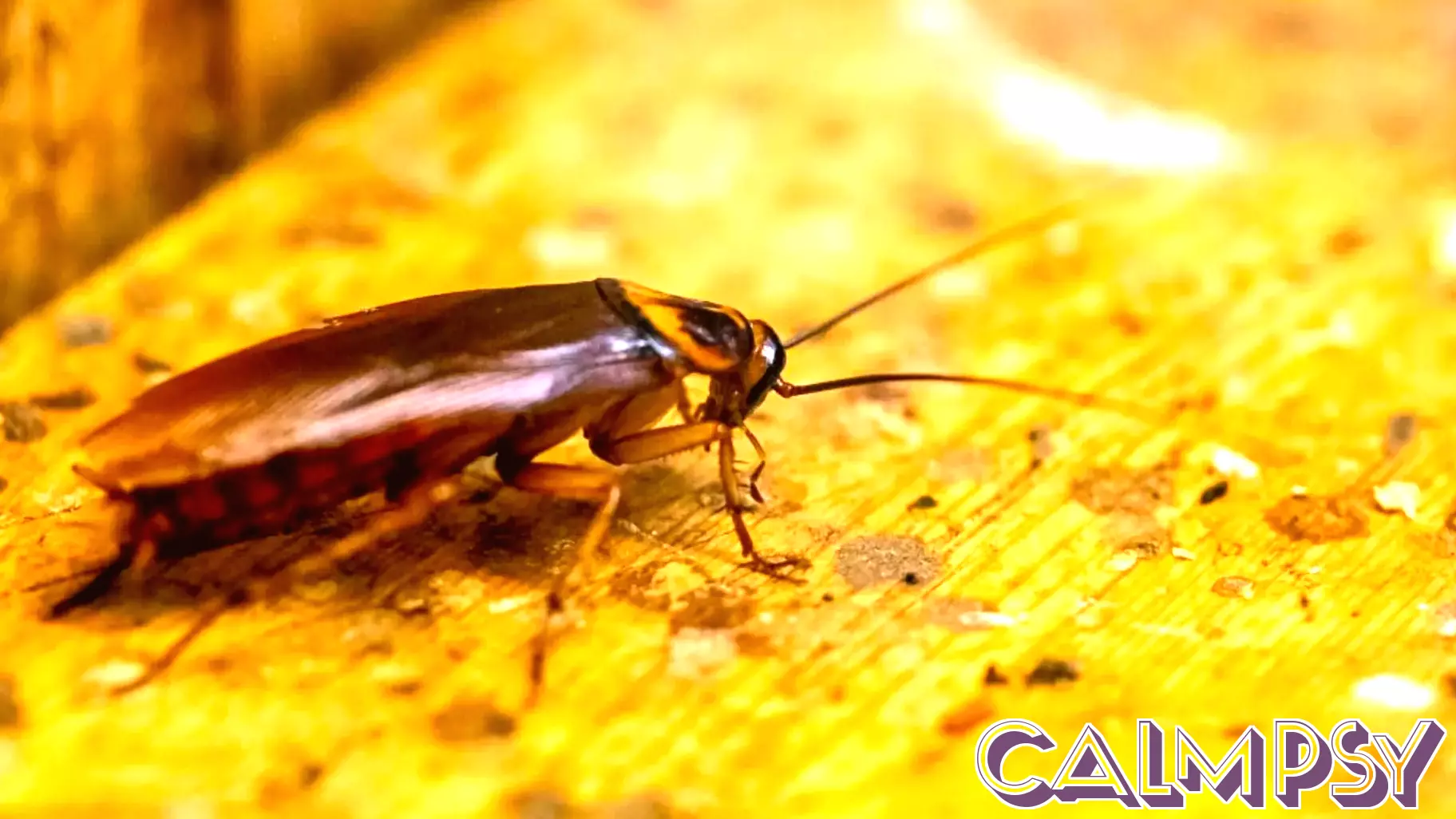 The Unfounded Fear of Cockroaches: A Psychological Perspective