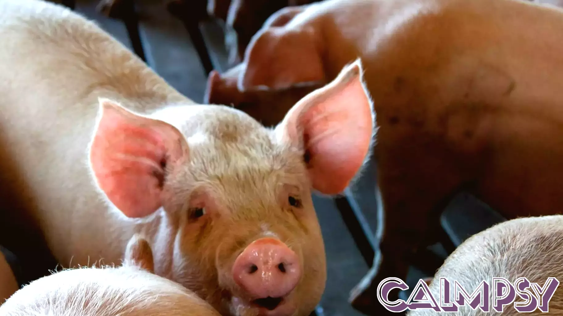 Understanding Animal Mental Health: Defining Quality of Life
