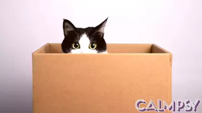 How Does Your Brain Know a Cat Is a Cat?
