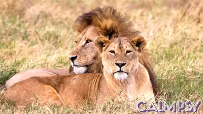 In Botswana, conservation biologists spent years painting enormous fake eyes onto the backsides of over two thousand cattle, betting on a simple piece of predator psychology — that a lion who thinks it's been spotted usually abandons the hunt