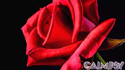 Love in the Time of Chaos