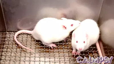 Sex Changes the Brains of Male Mice