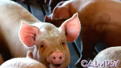 Understanding Animal Mental Health: Defining Quality of Life