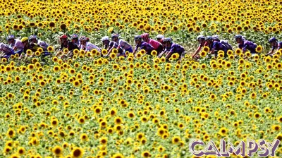 Understanding Team Dynamics in the Tour de France